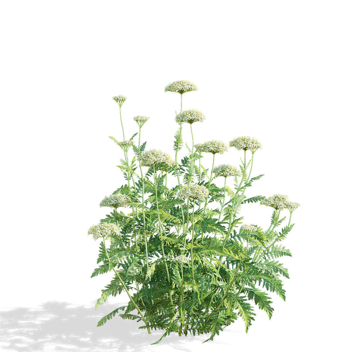 Achillea filipendulina flower 3D model_8
