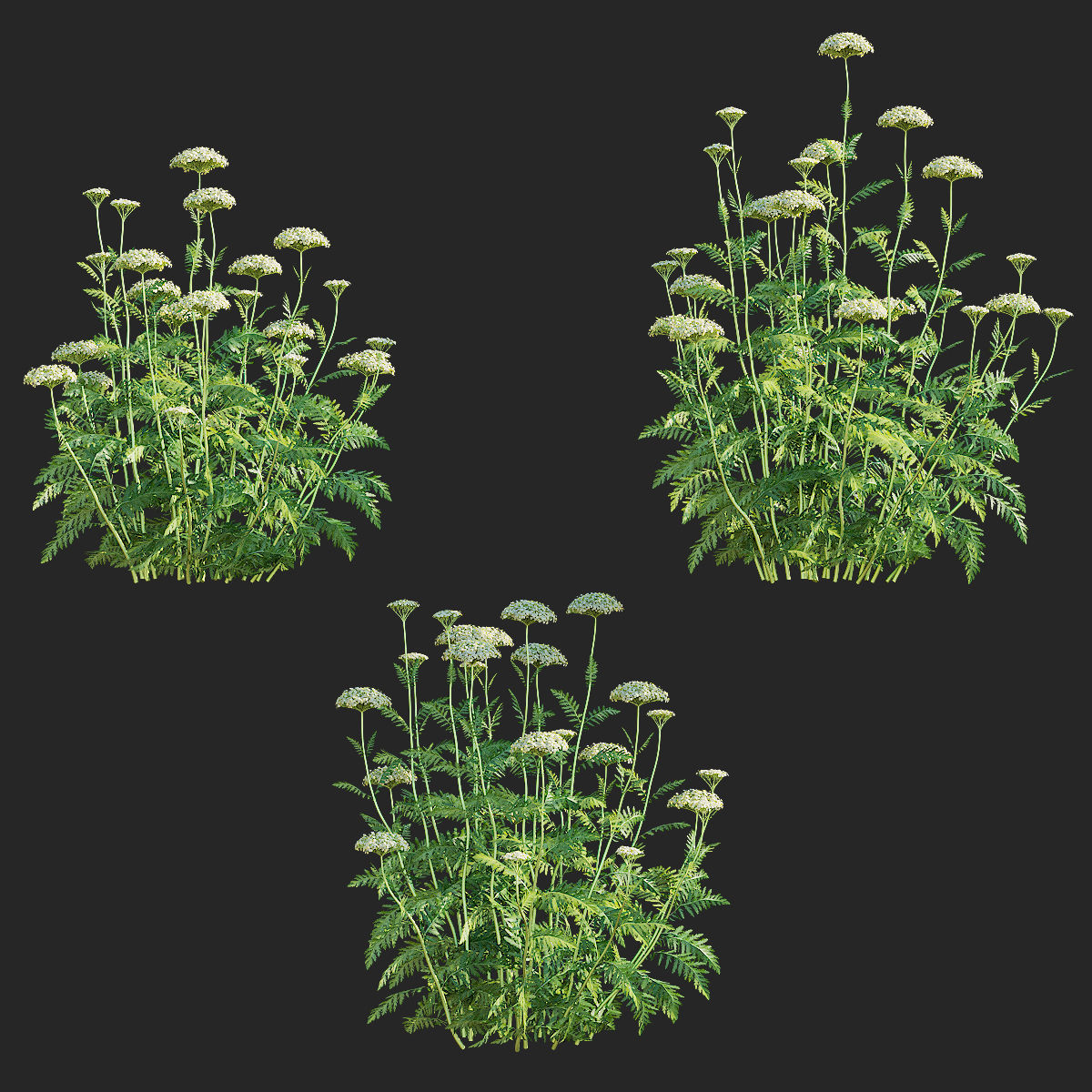 Achillea filipendulina flower 3D model_4