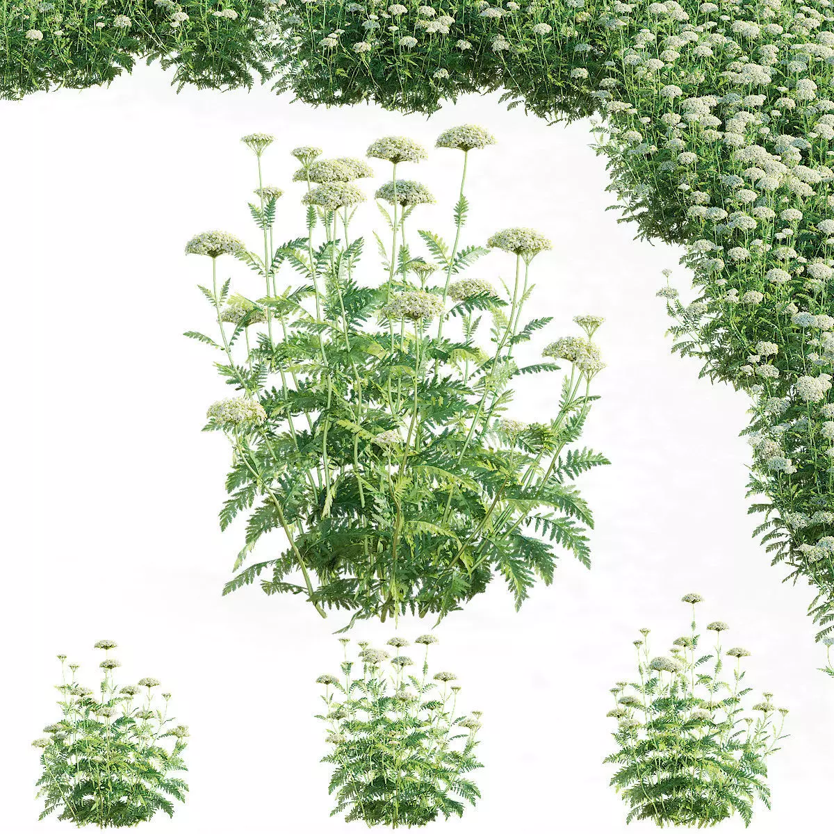 Achillea filipendulina flower 3D model_0