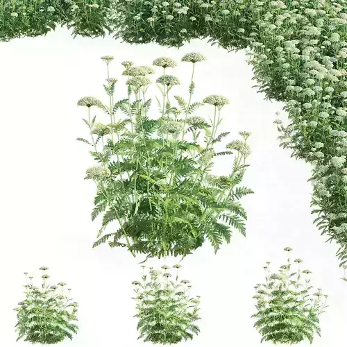 Achillea filipendulina flower 3D model
