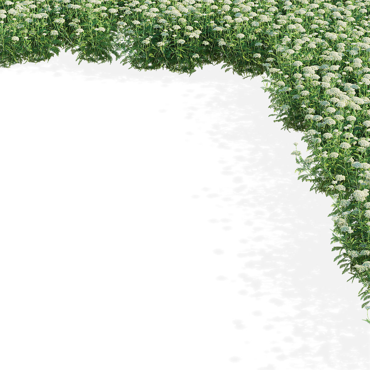 Achillea filipendulina flower 3D model_9