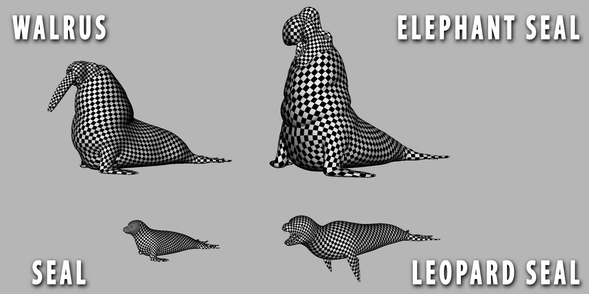 4Seal Pack  Low-poly 3D model_8