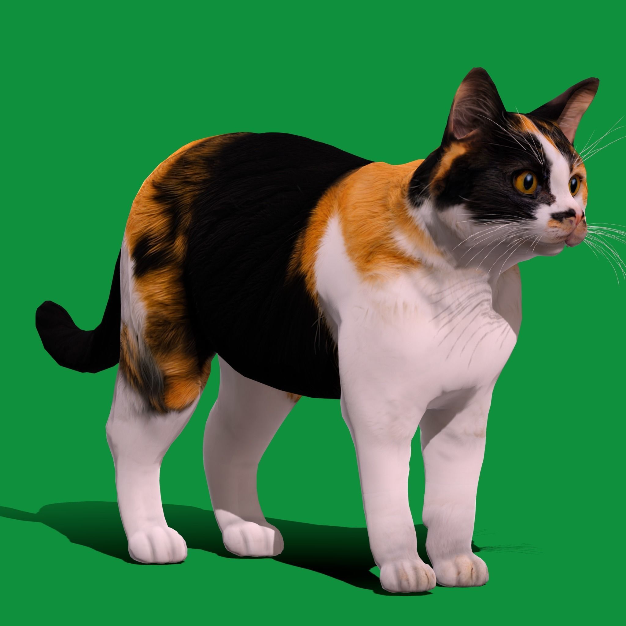Calico Tricolor Cat Low-poly 3D model_21