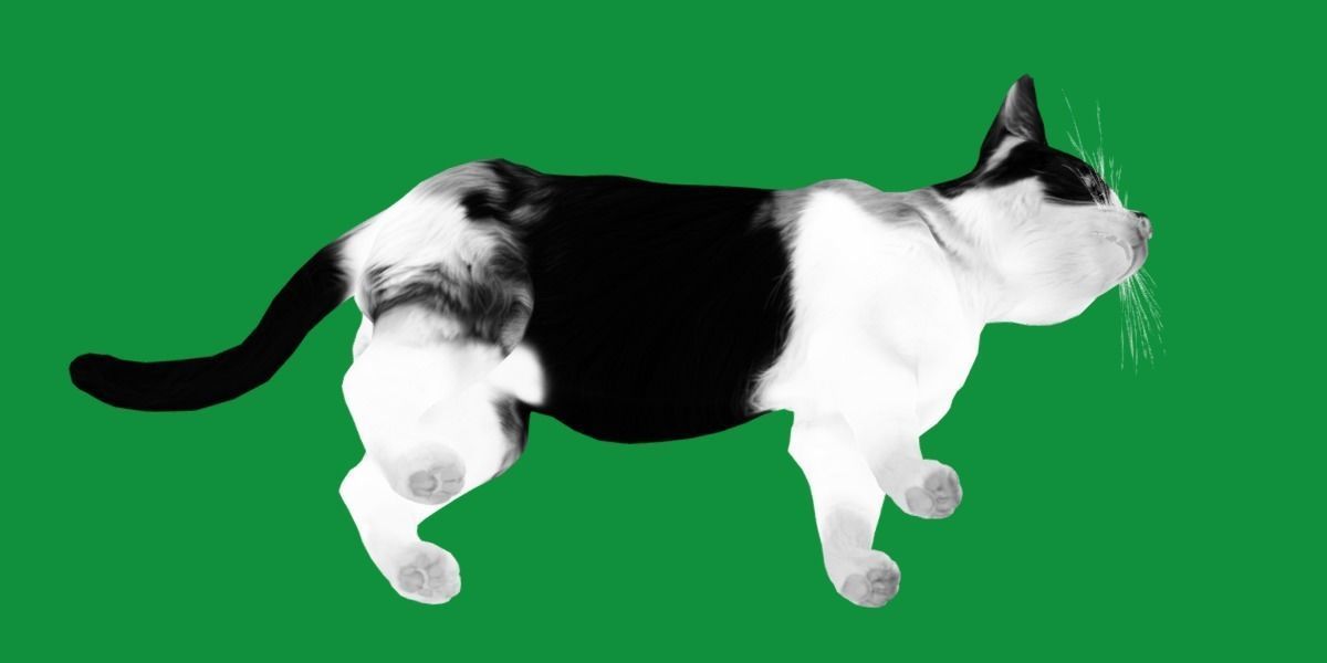 Calico Tricolor Cat Low-poly 3D model_10