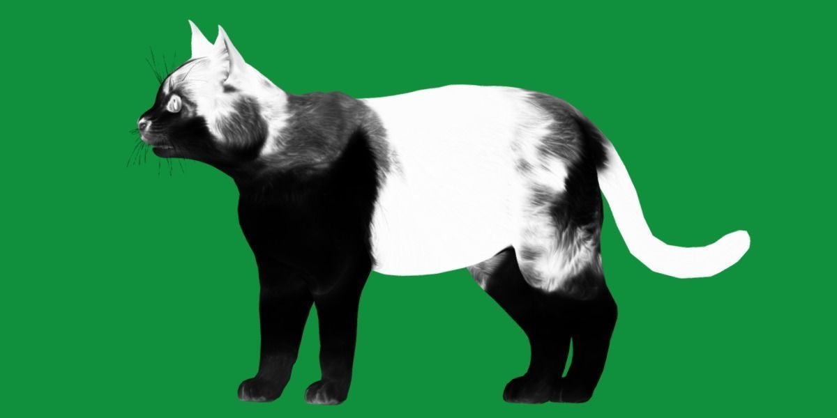 Calico Tricolor Cat Low-poly 3D model_8