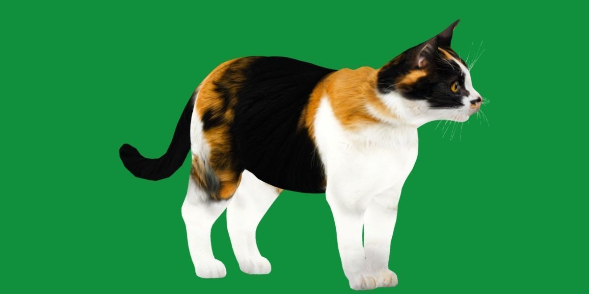 Calico Tricolor Cat Low-poly 3D model_24