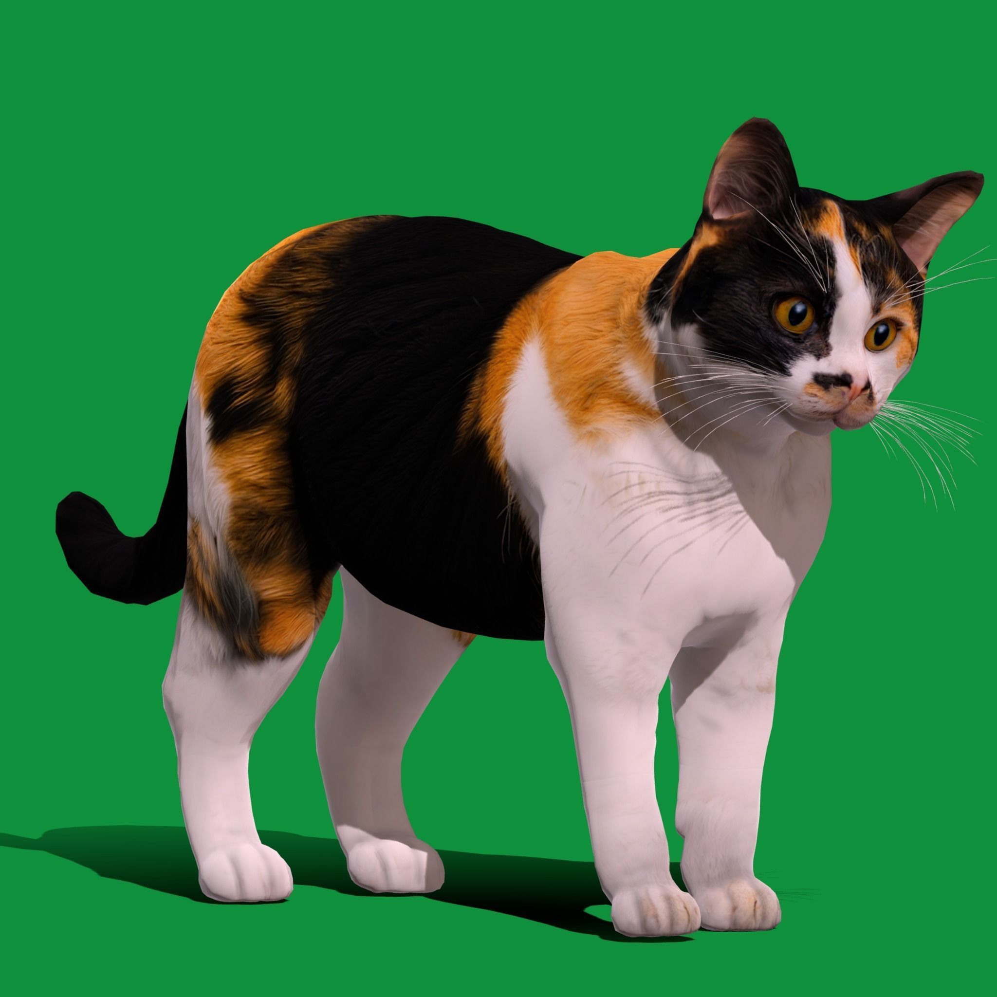 Calico Tricolor Cat Low-poly 3D model_20