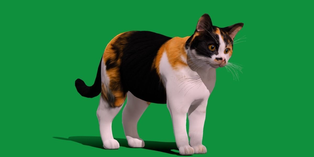 Calico Tricolor Cat Low-poly 3D model_19
