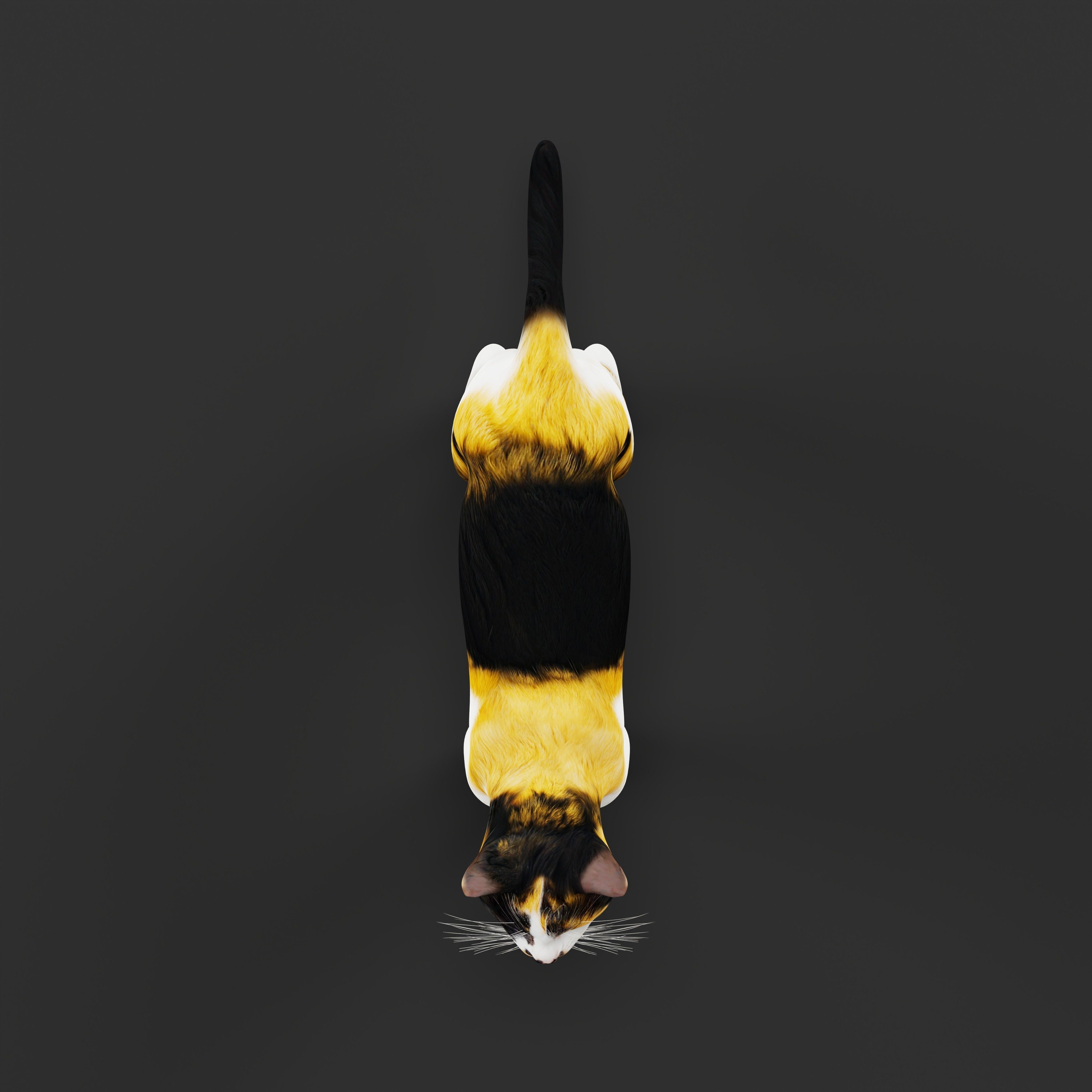 Calico Tricolor Cat Low-poly 3D model_33