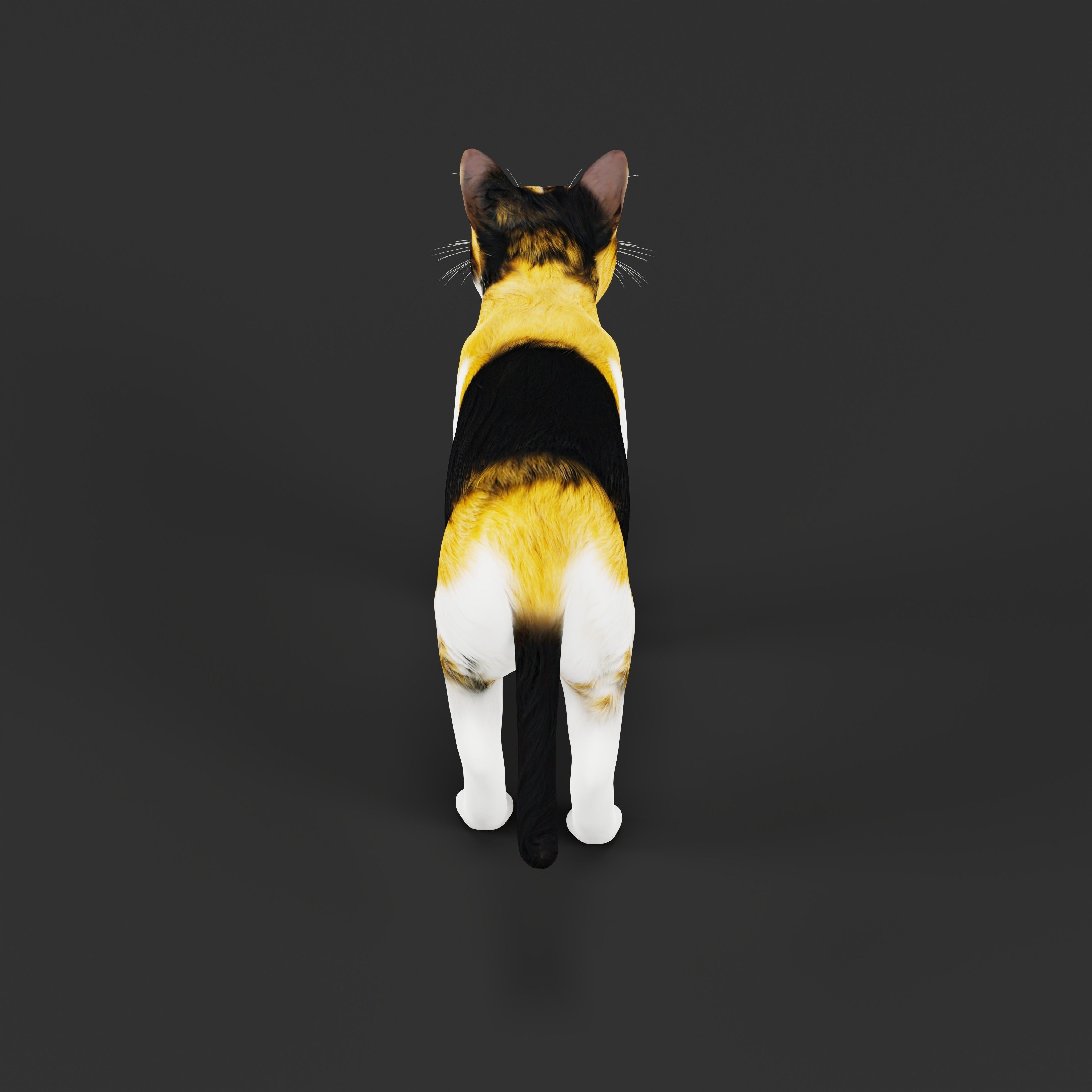 Calico Tricolor Cat Low-poly 3D model_38