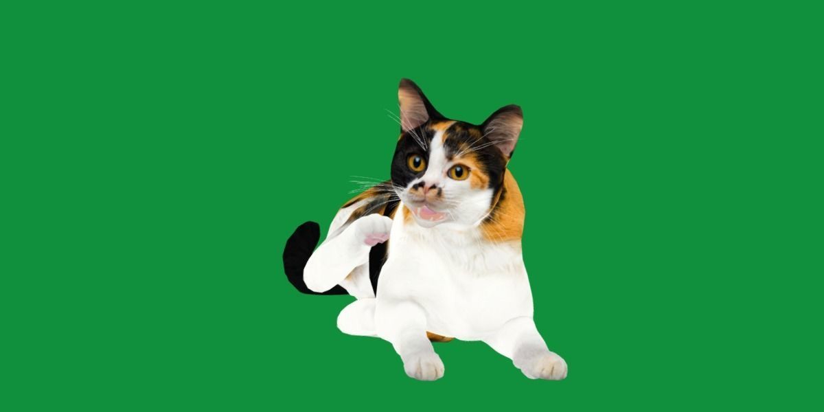 Calico Tricolor Cat Low-poly 3D model_6