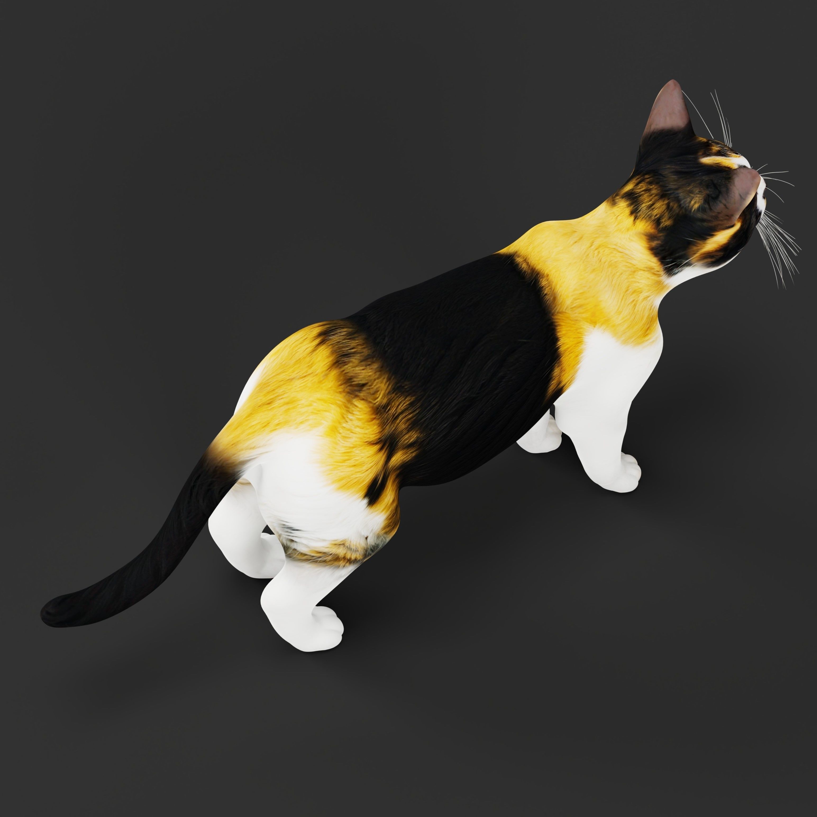 Calico Tricolor Cat Low-poly 3D model_37