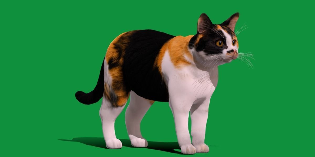 Calico Tricolor Cat Low-poly 3D model_23