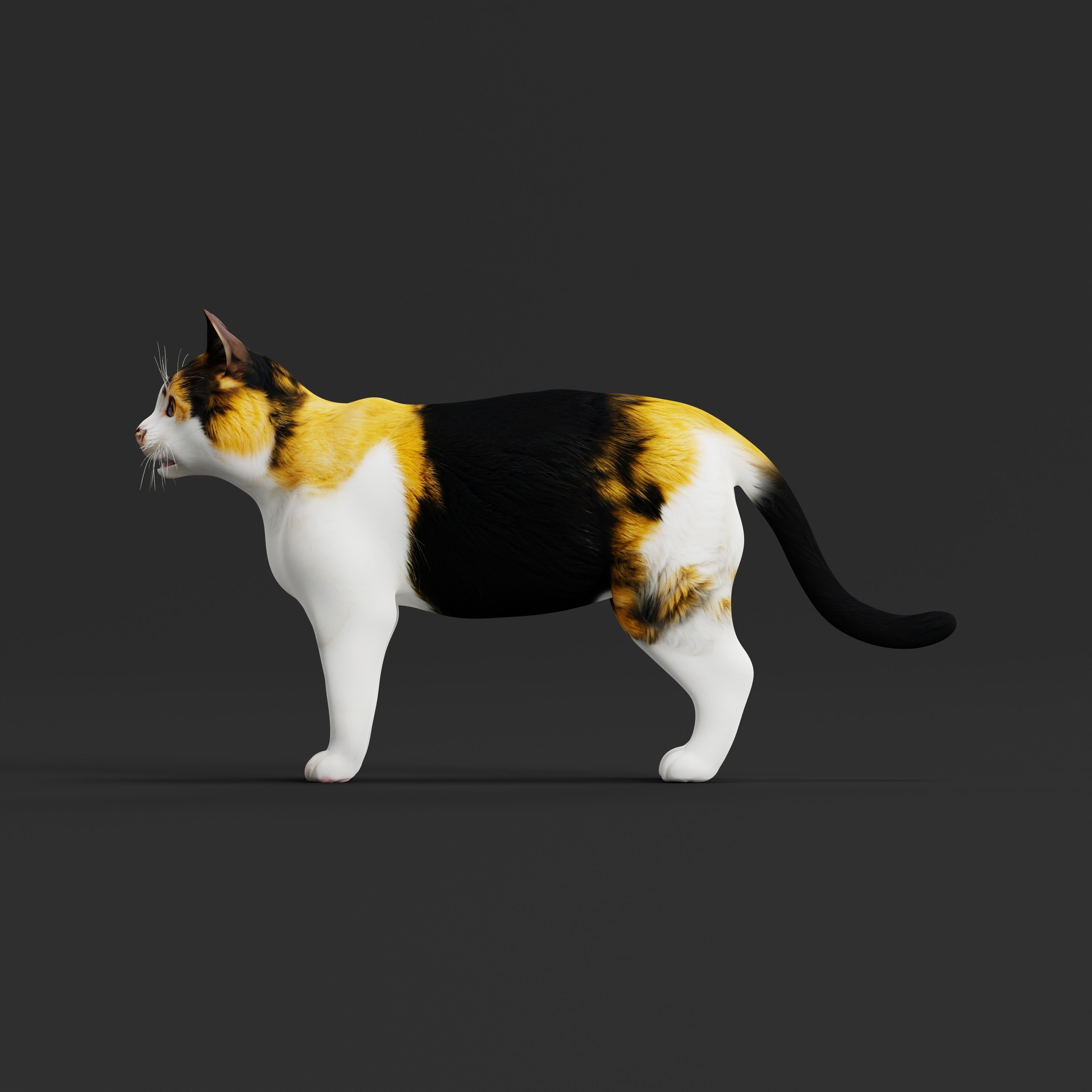 Calico Tricolor Cat Low-poly 3D model_32