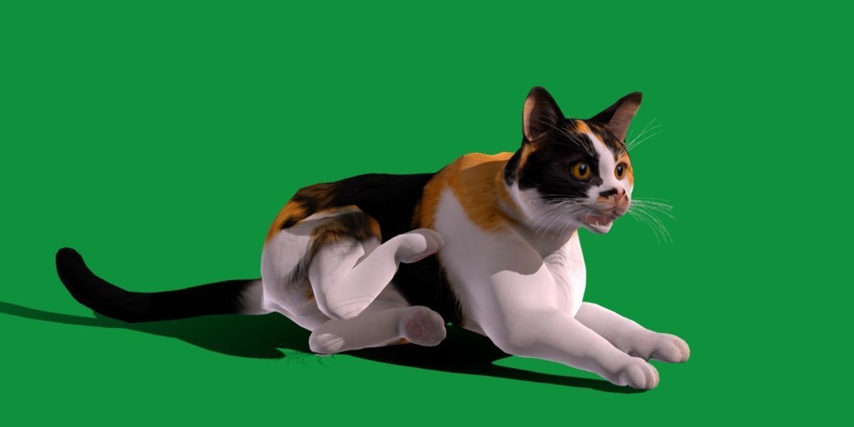 Calico Tricolor Cat Low-poly 3D model_22