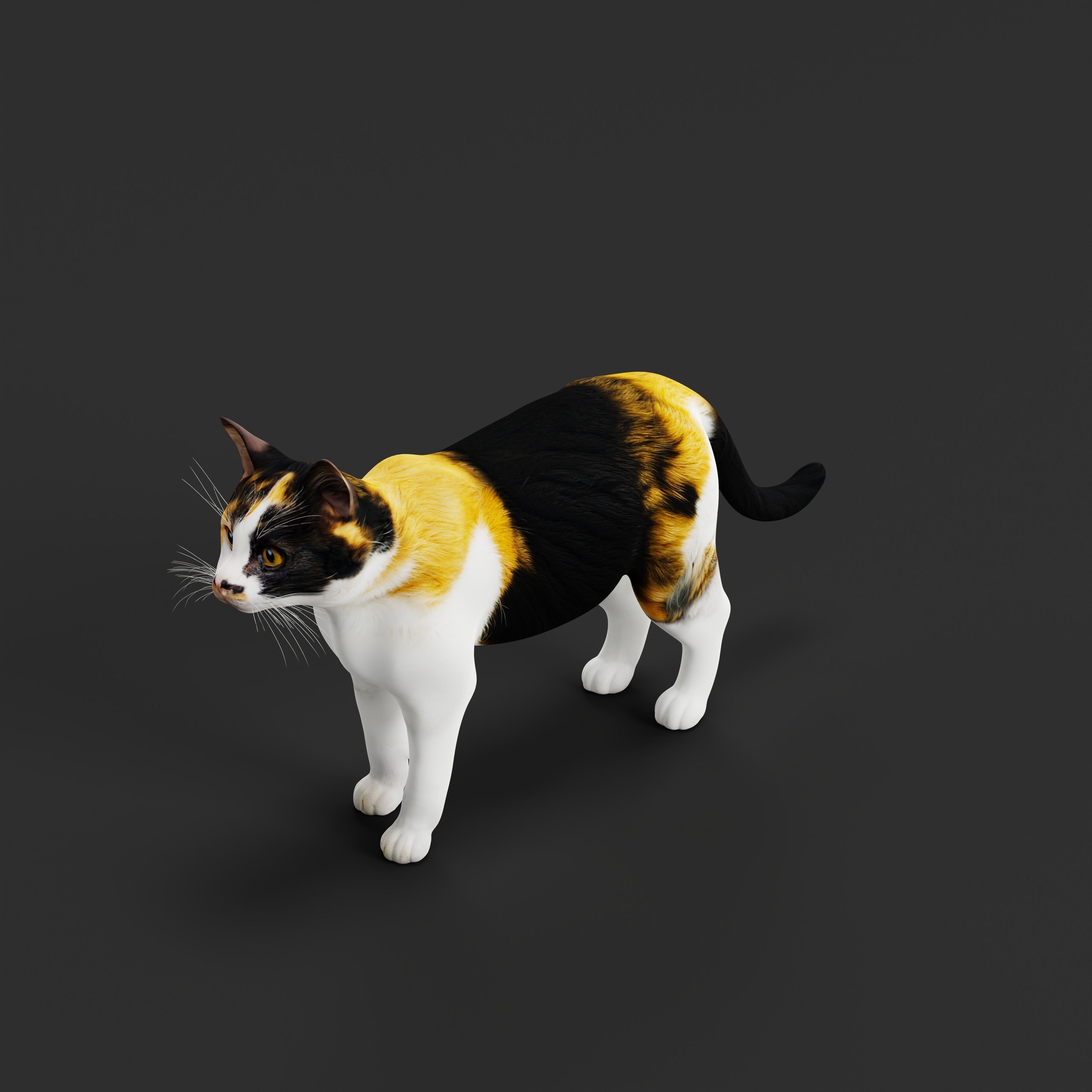 Calico Tricolor Cat Low-poly 3D model_39
