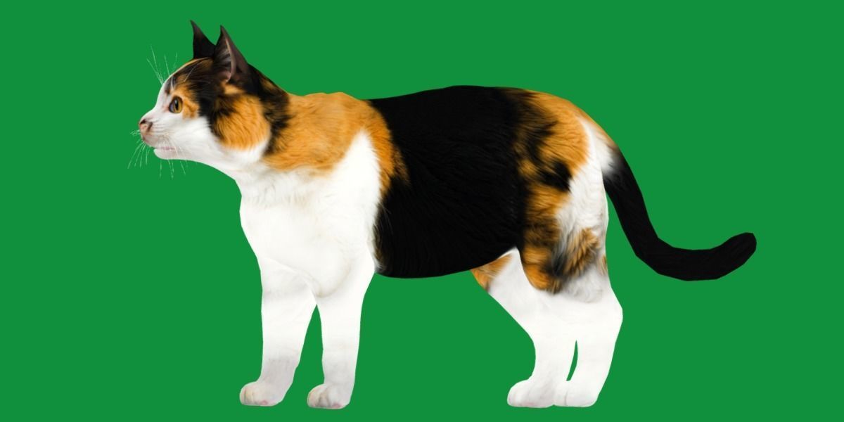 Calico Tricolor Cat Low-poly 3D model_27