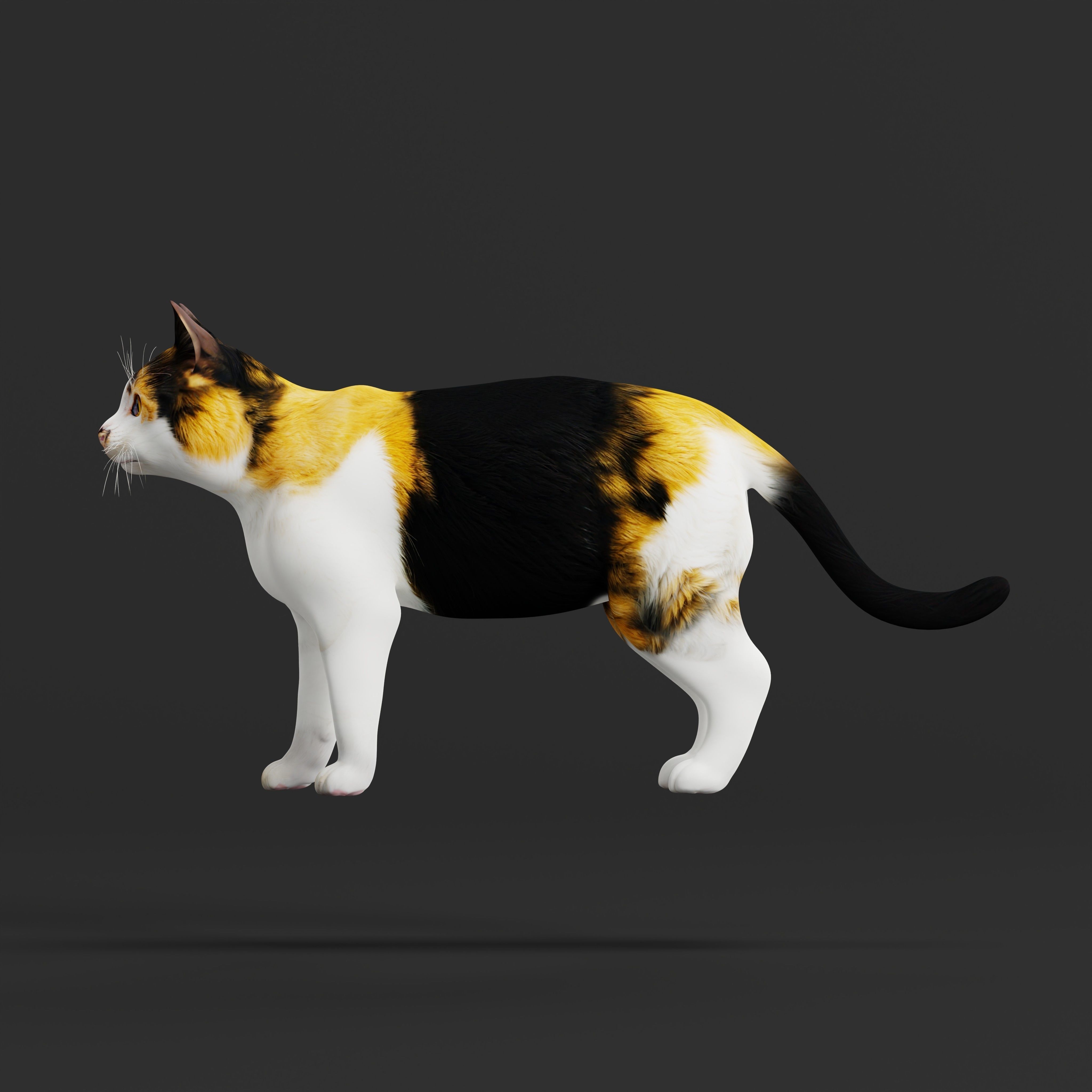 Calico Tricolor Cat Low-poly 3D model_36