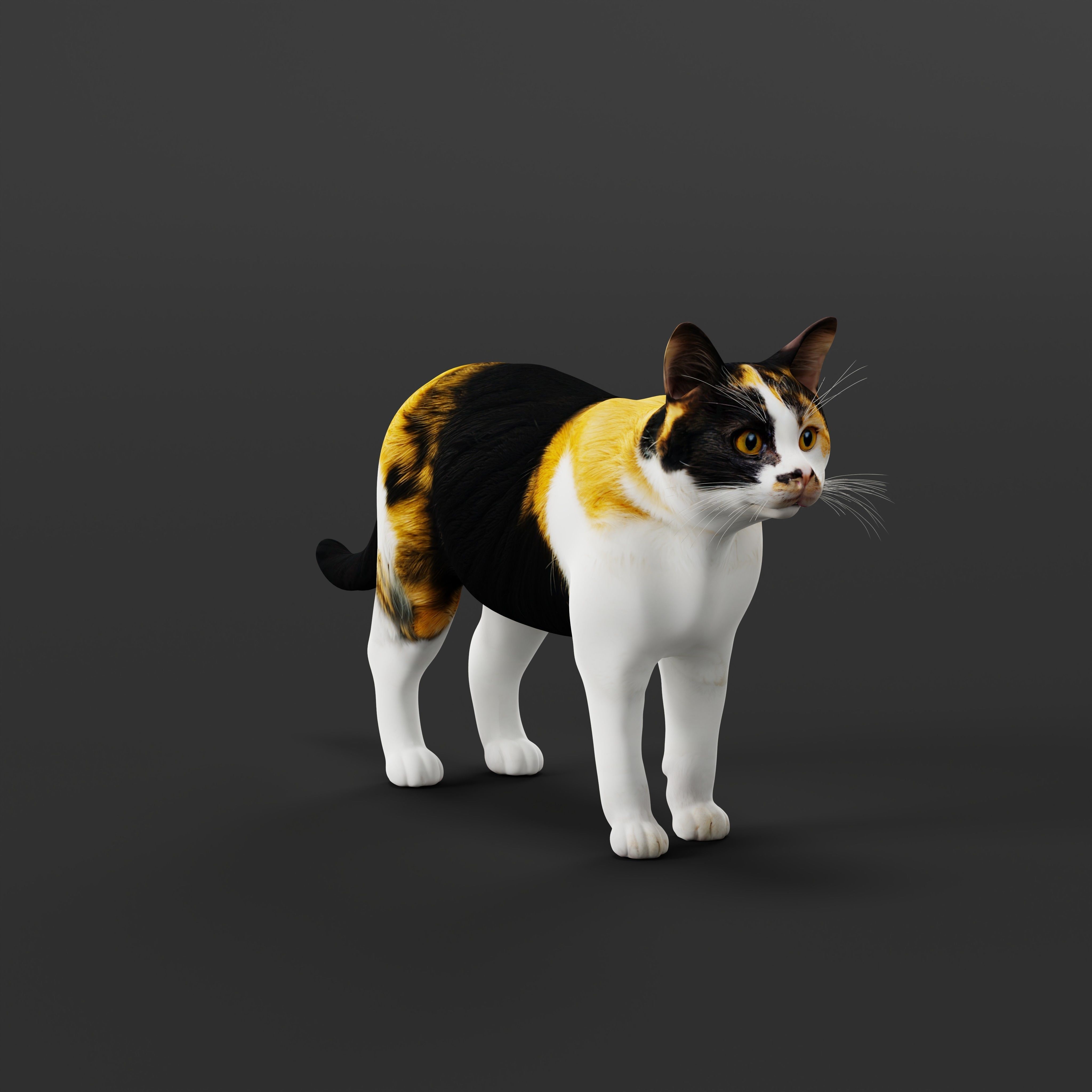 Calico Tricolor Cat Low-poly 3D model_34
