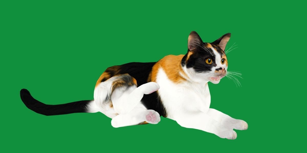 Calico Tricolor Cat Low-poly 3D model_16