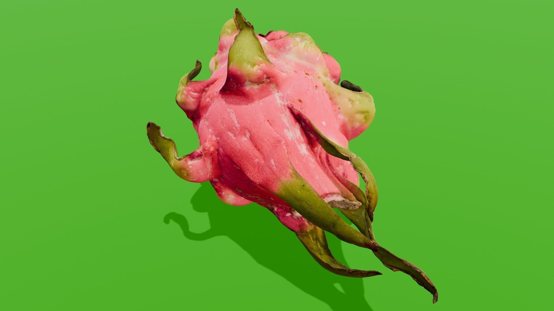 Dragon Fruit 3D Model Low-poly 3D model_7