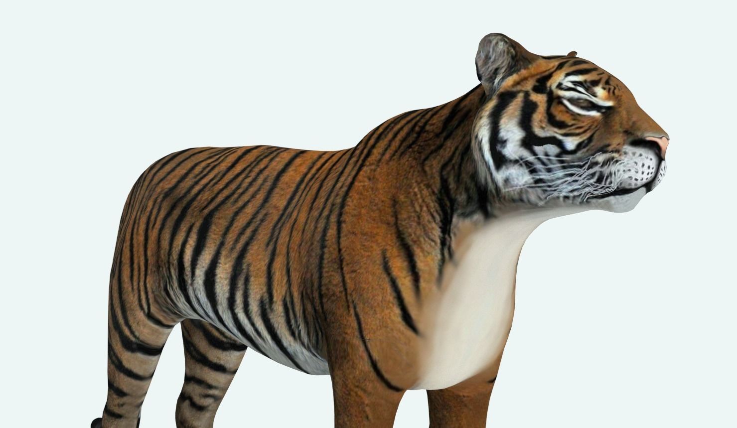 Siberian Tiger 3D model_2