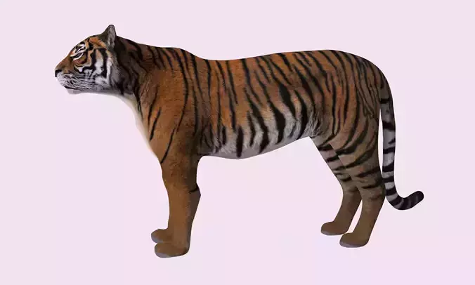 Siberian Tiger