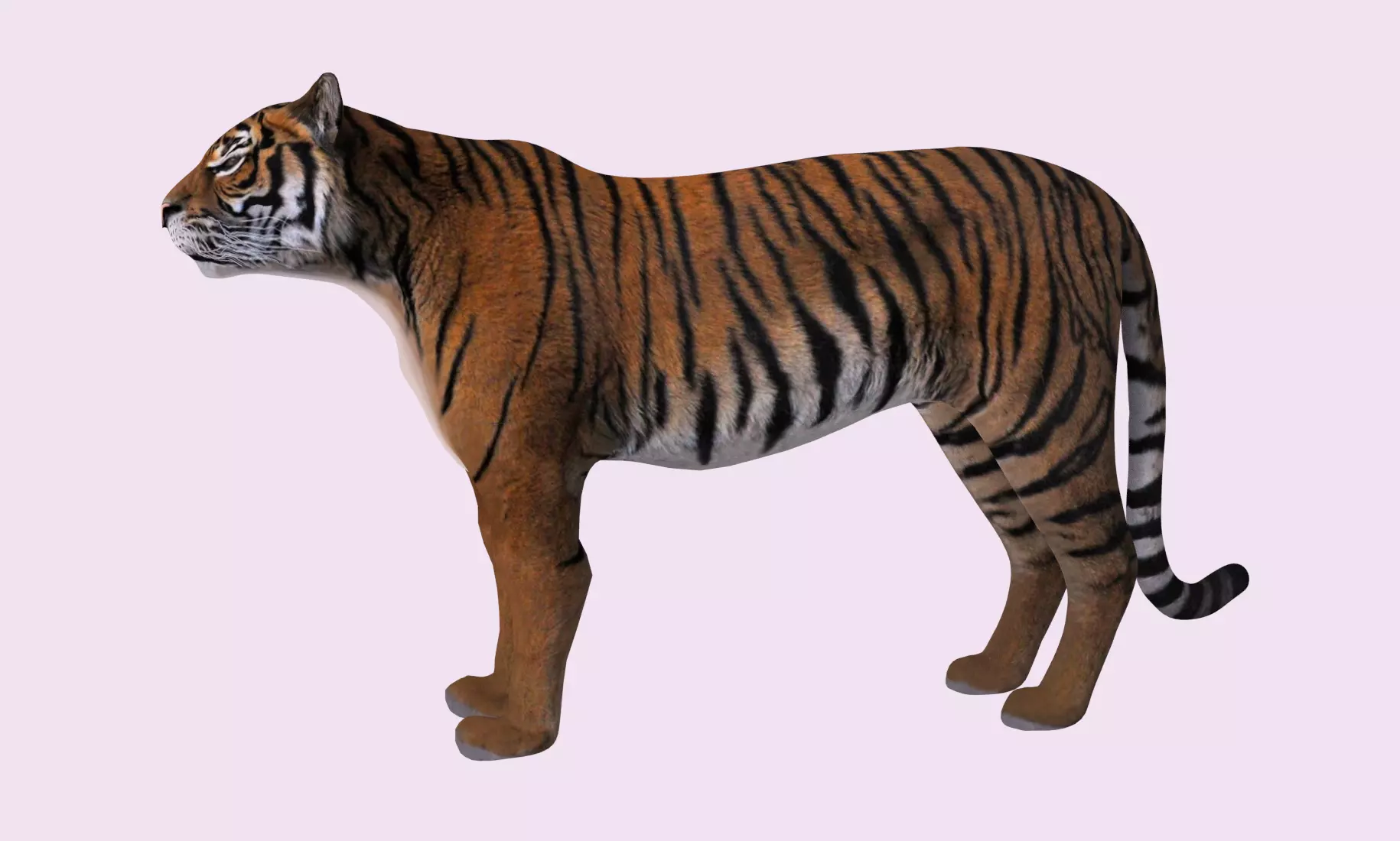 Siberian Tiger 3D model_0