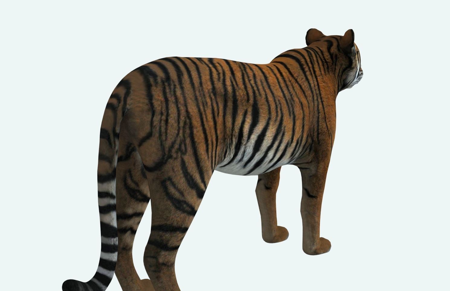 Siberian Tiger 3D model_3