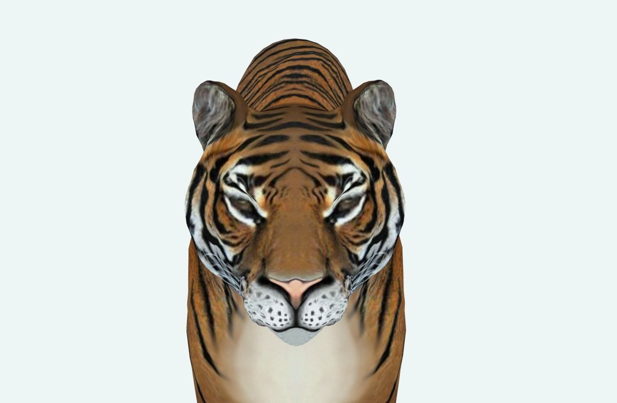 Siberian Tiger 3D model_1