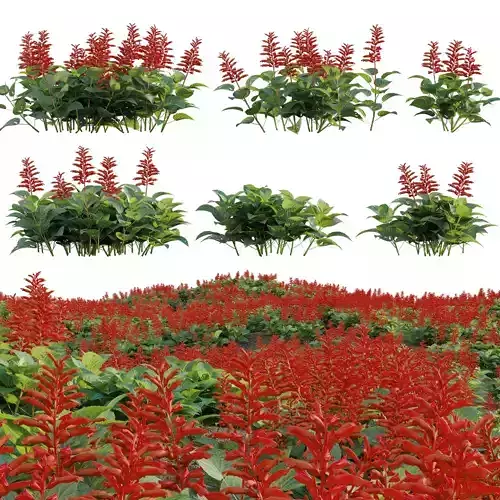 Salvia splendens - Scarlet Sage 3D model