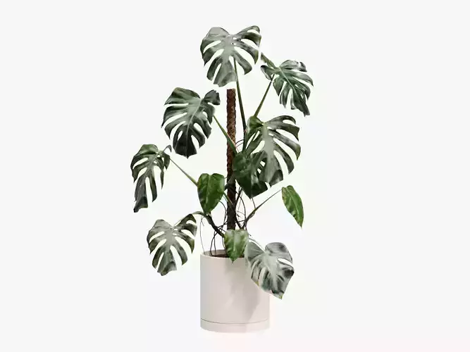 100cm Accurate high-poly Monstera Deliciosa in pot