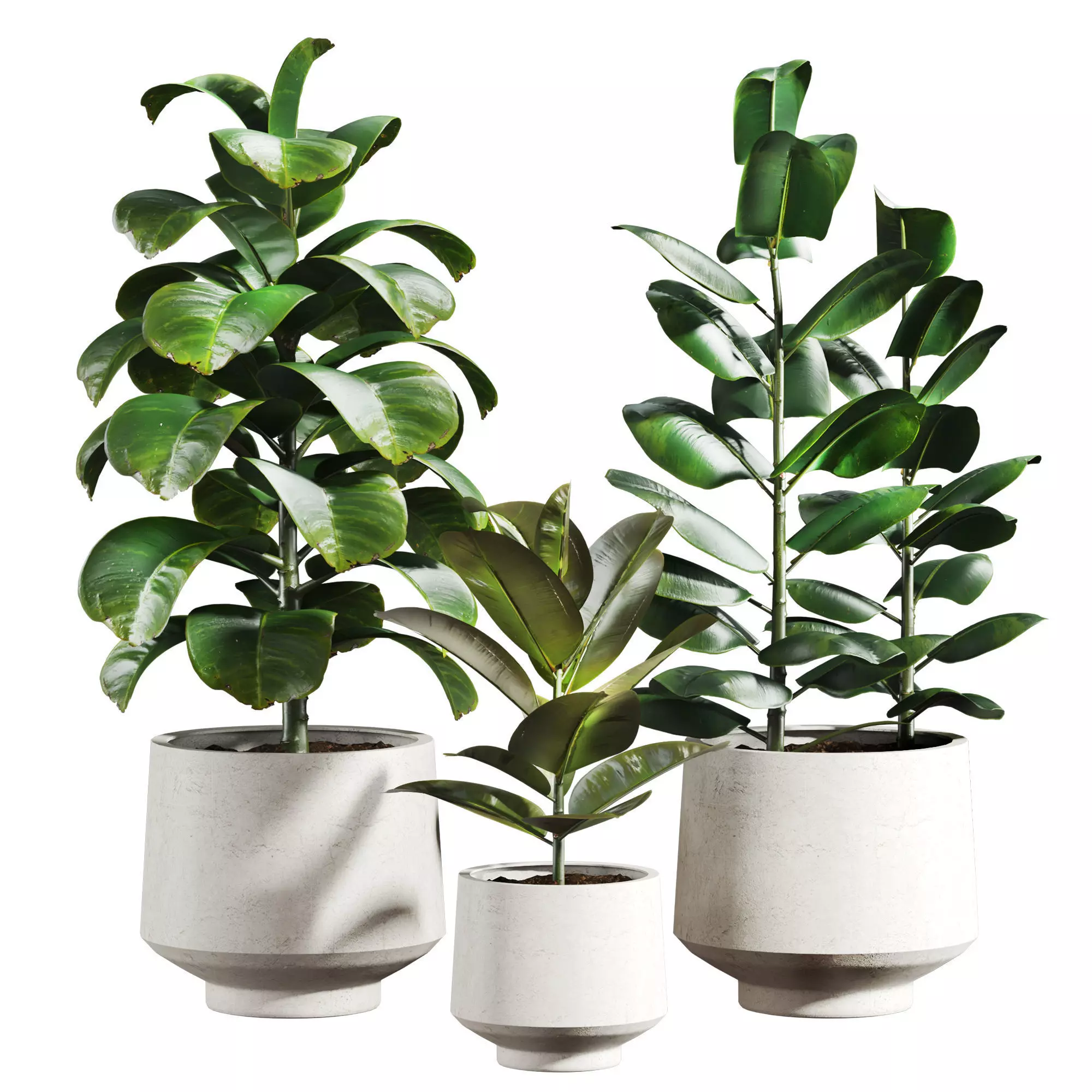 ficus set 3D model_0