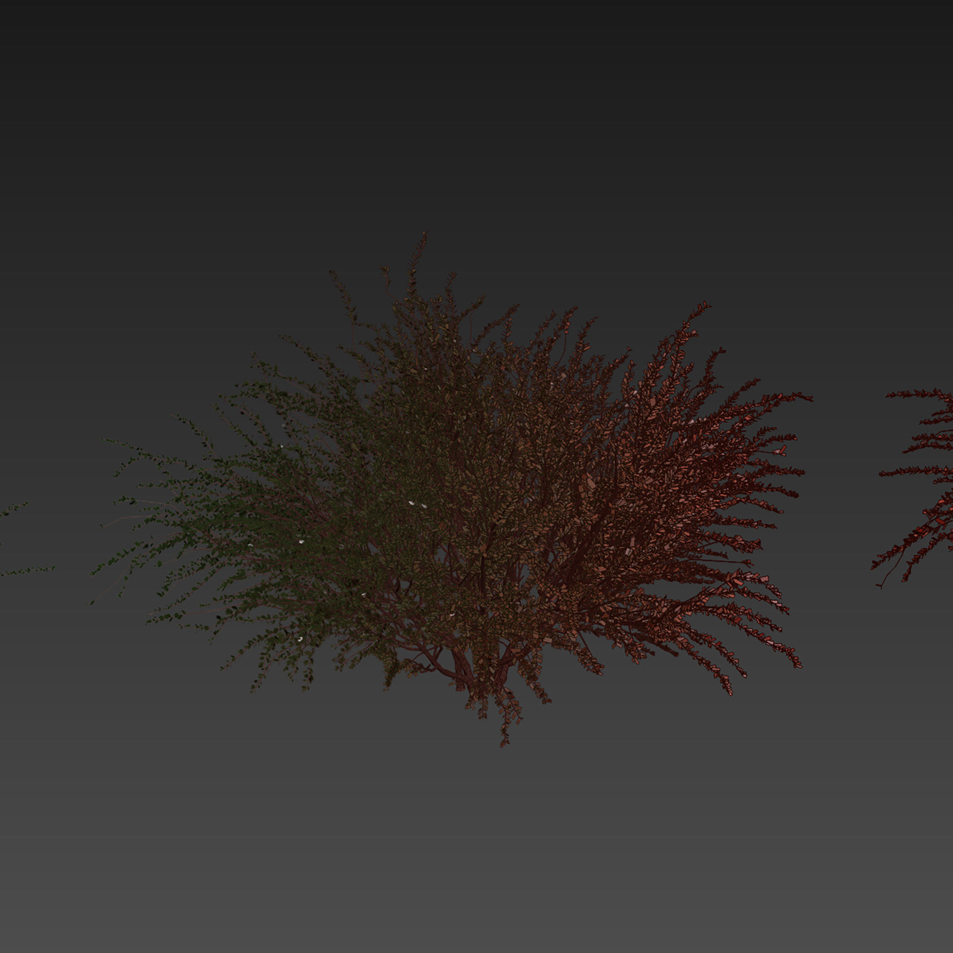 Collection plant vol 582 - Eucalyptus - Websteriana - tree 3D model_6