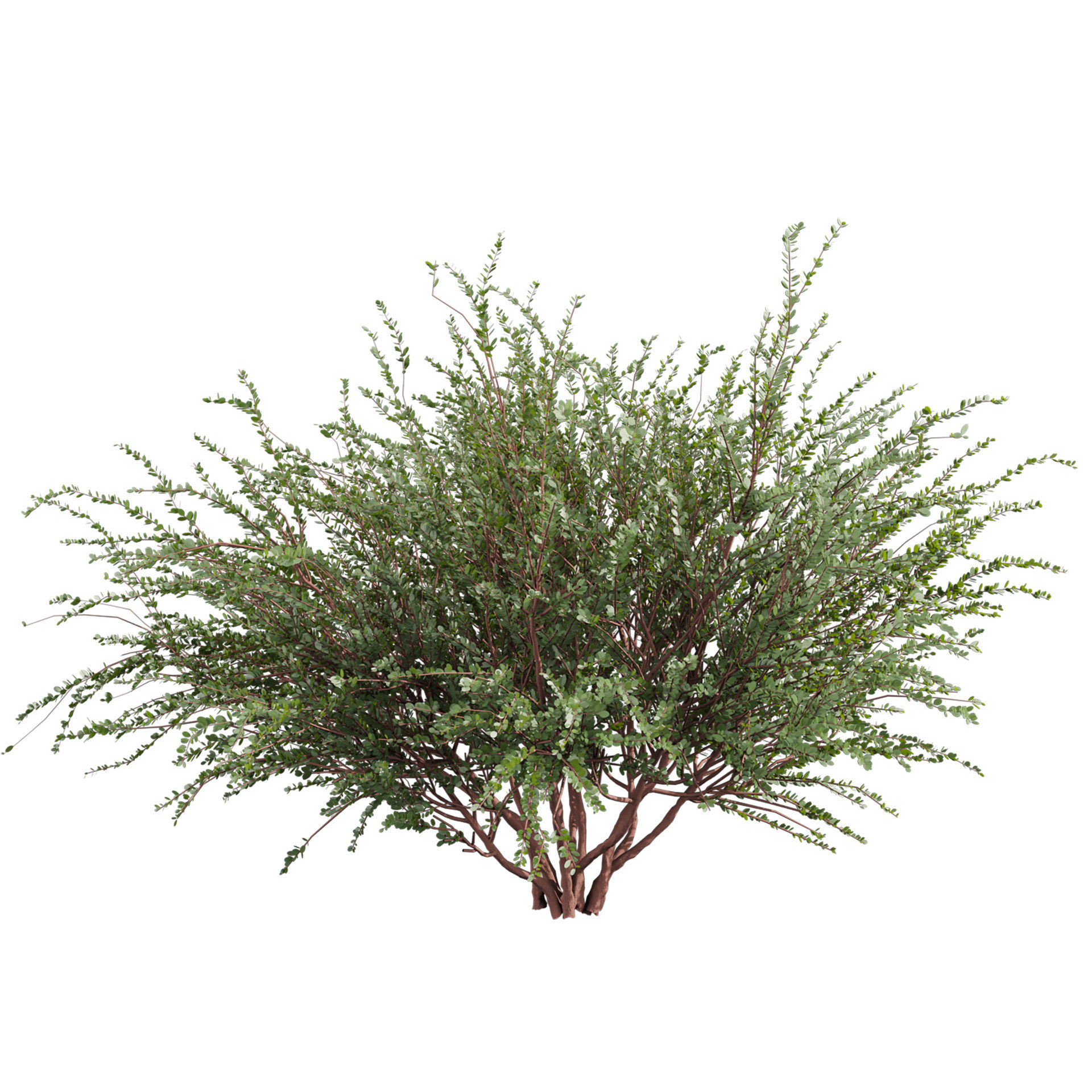 Collection plant vol 582 - Eucalyptus - Websteriana - tree 3D model_2