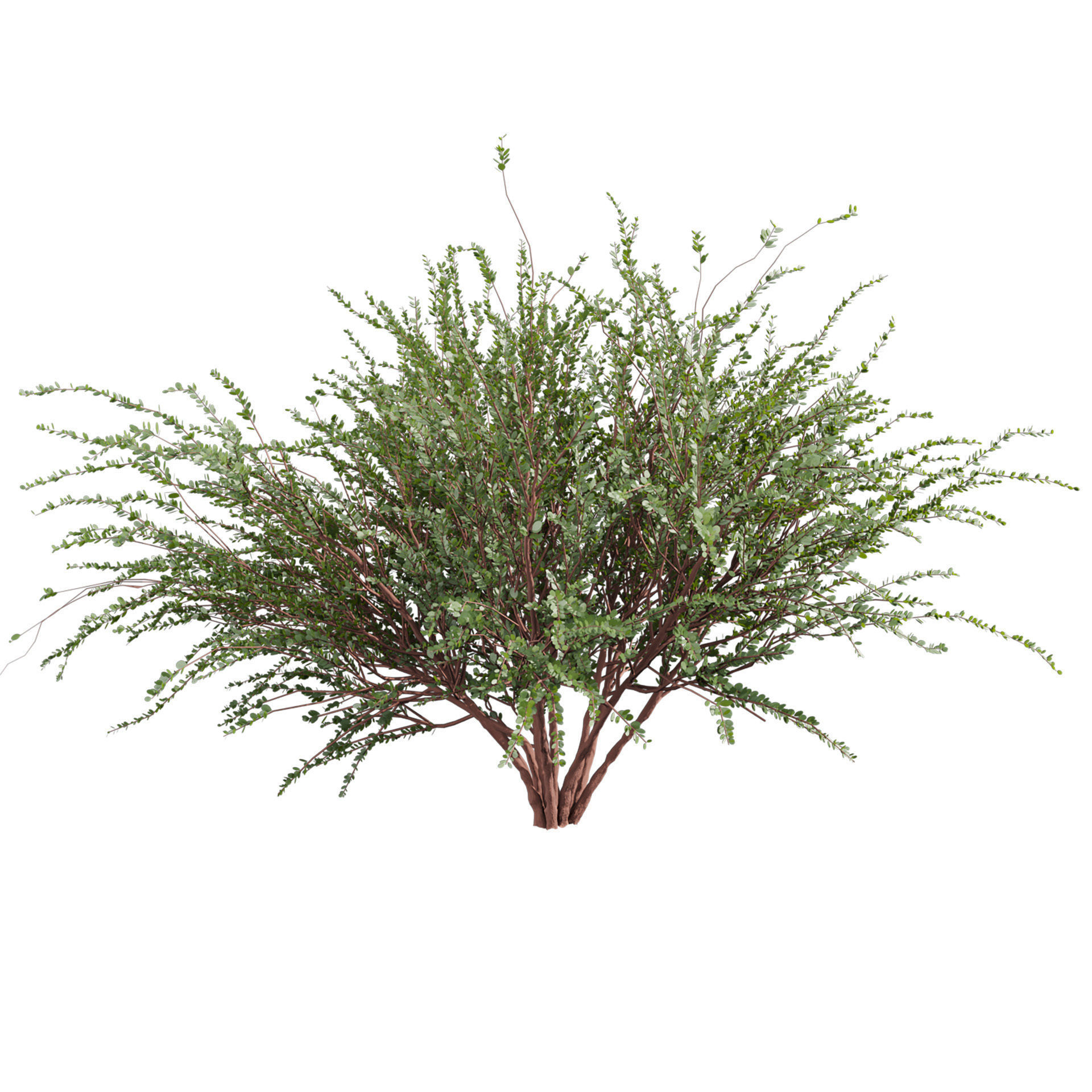 Collection plant vol 582 - Eucalyptus - Websteriana - tree 3D model_1