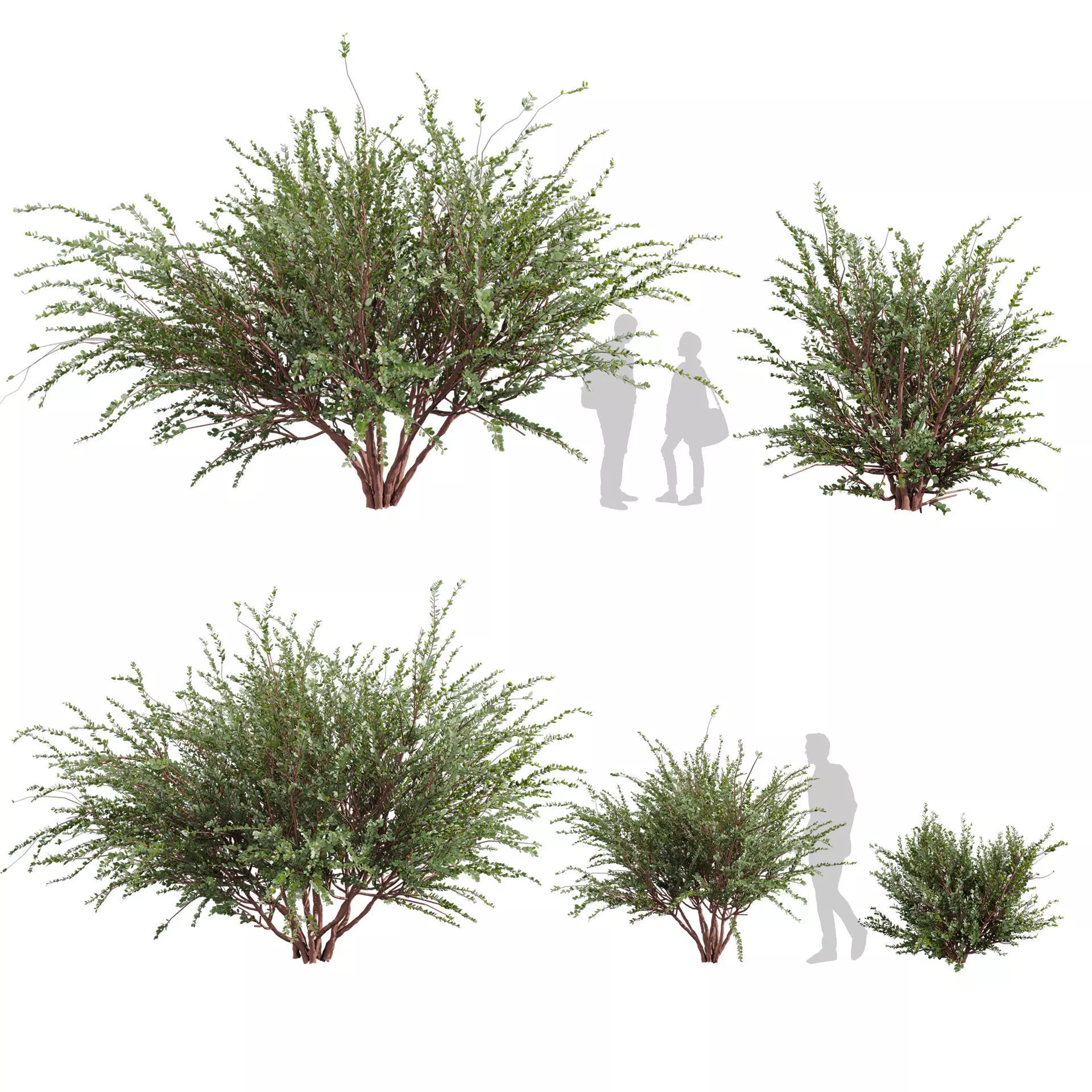 Collection plant vol 582 - Eucalyptus - Websteriana - tree 3D model_0
