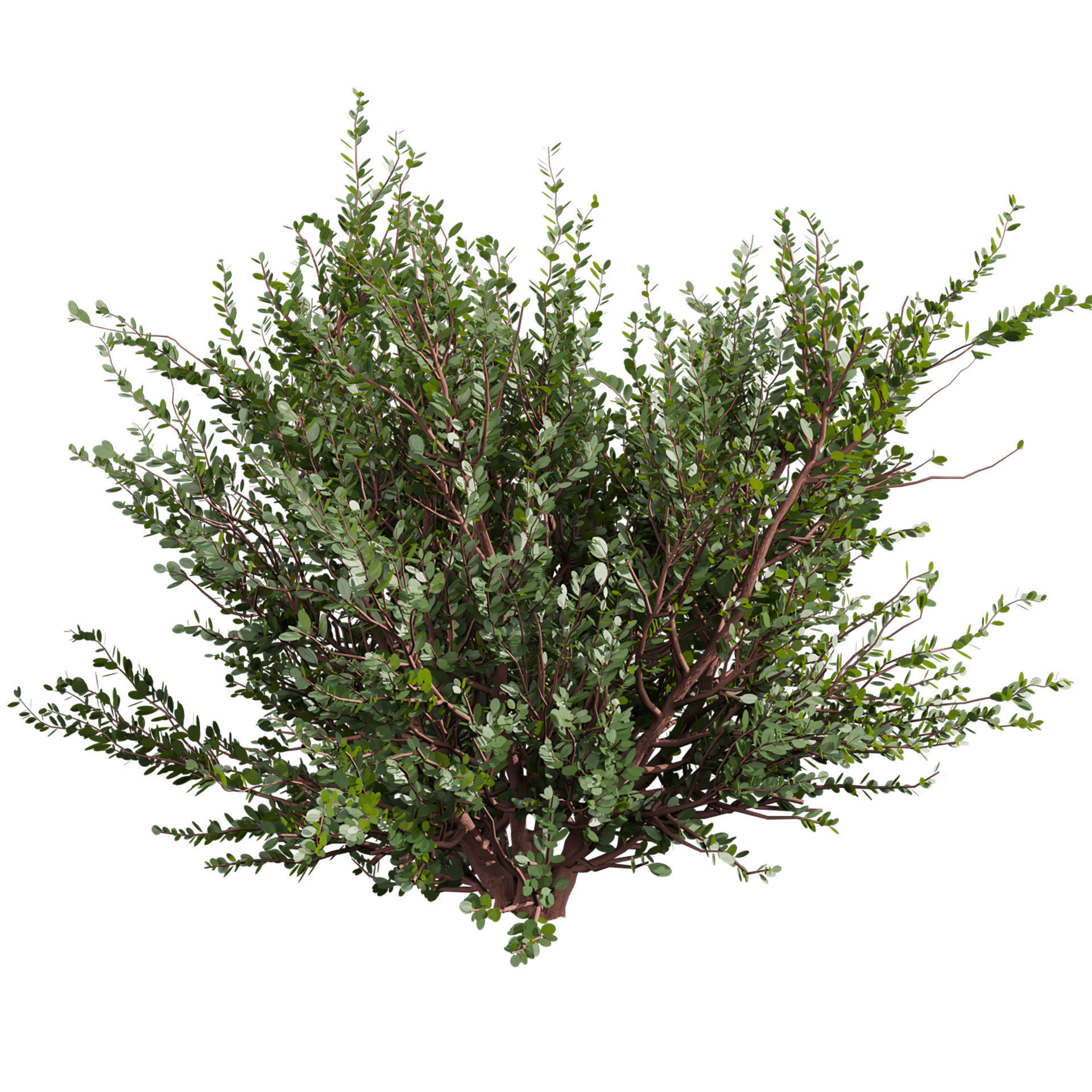 Collection plant vol 582 - Eucalyptus - Websteriana - tree 3D model_5