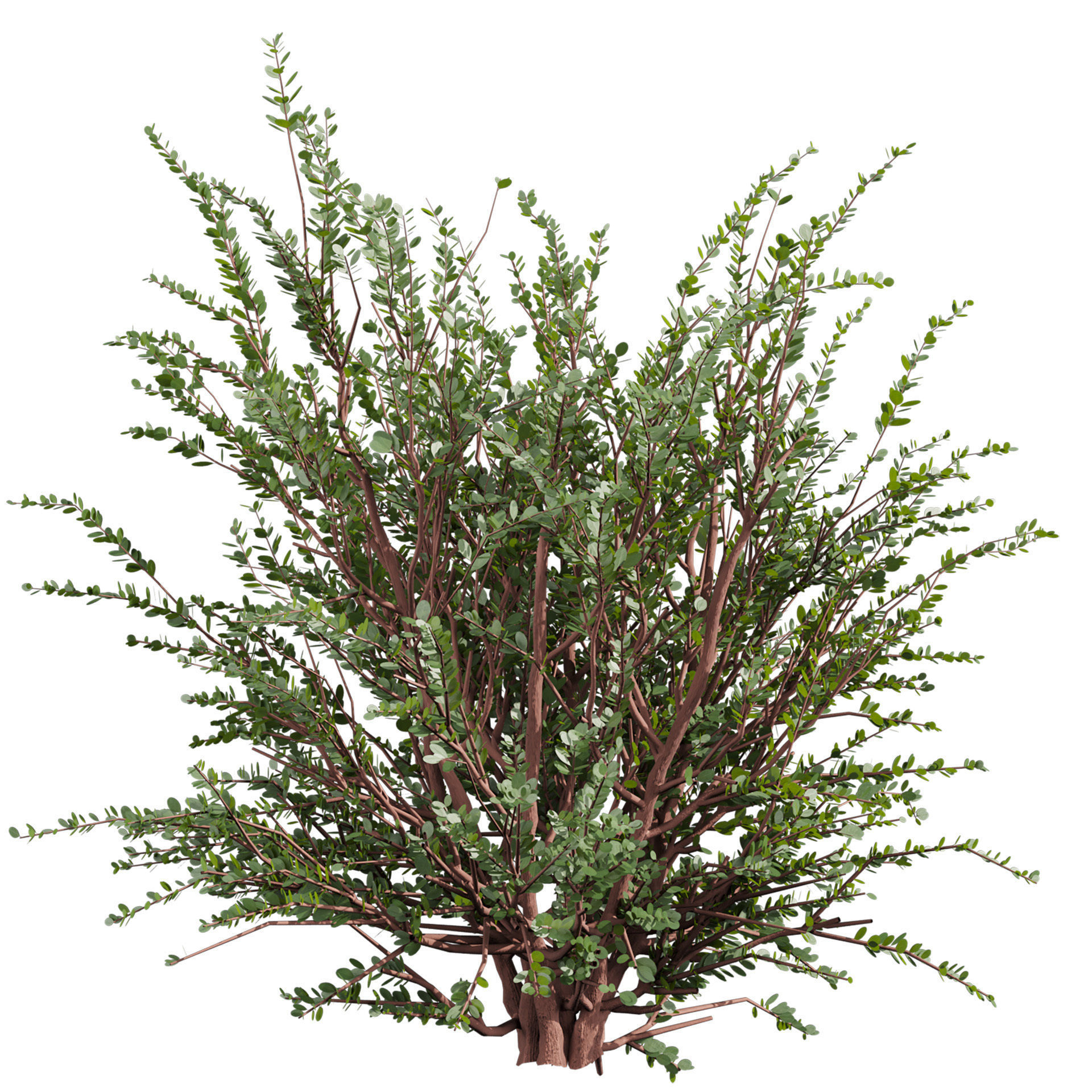 Collection plant vol 582 - Eucalyptus - Websteriana - tree 3D model_3