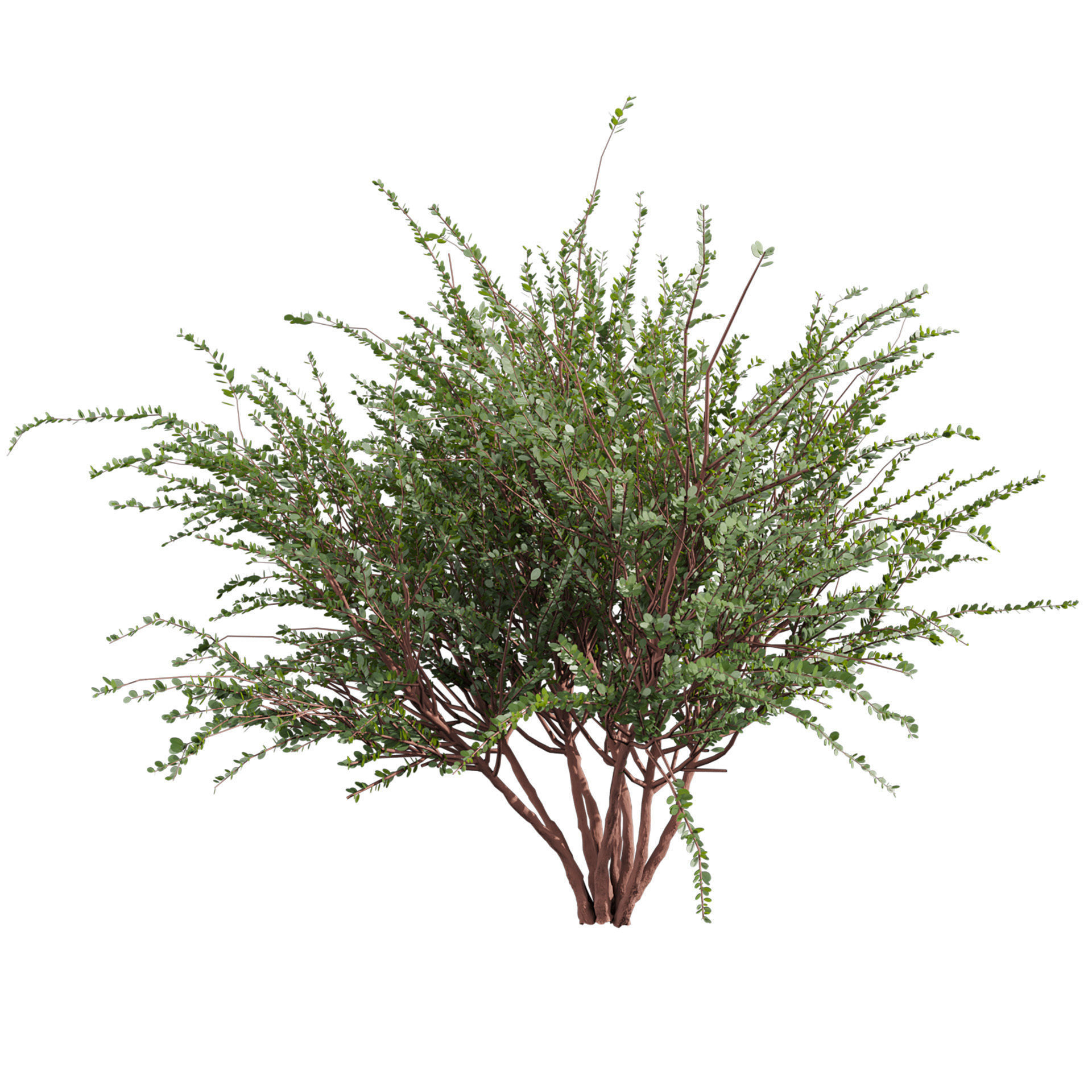 Collection plant vol 582 - Eucalyptus - Websteriana - tree 3D model_4