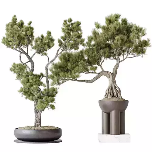 Indoor plants set 116 Bonsai Pinus Pentaphylla Thunbergii