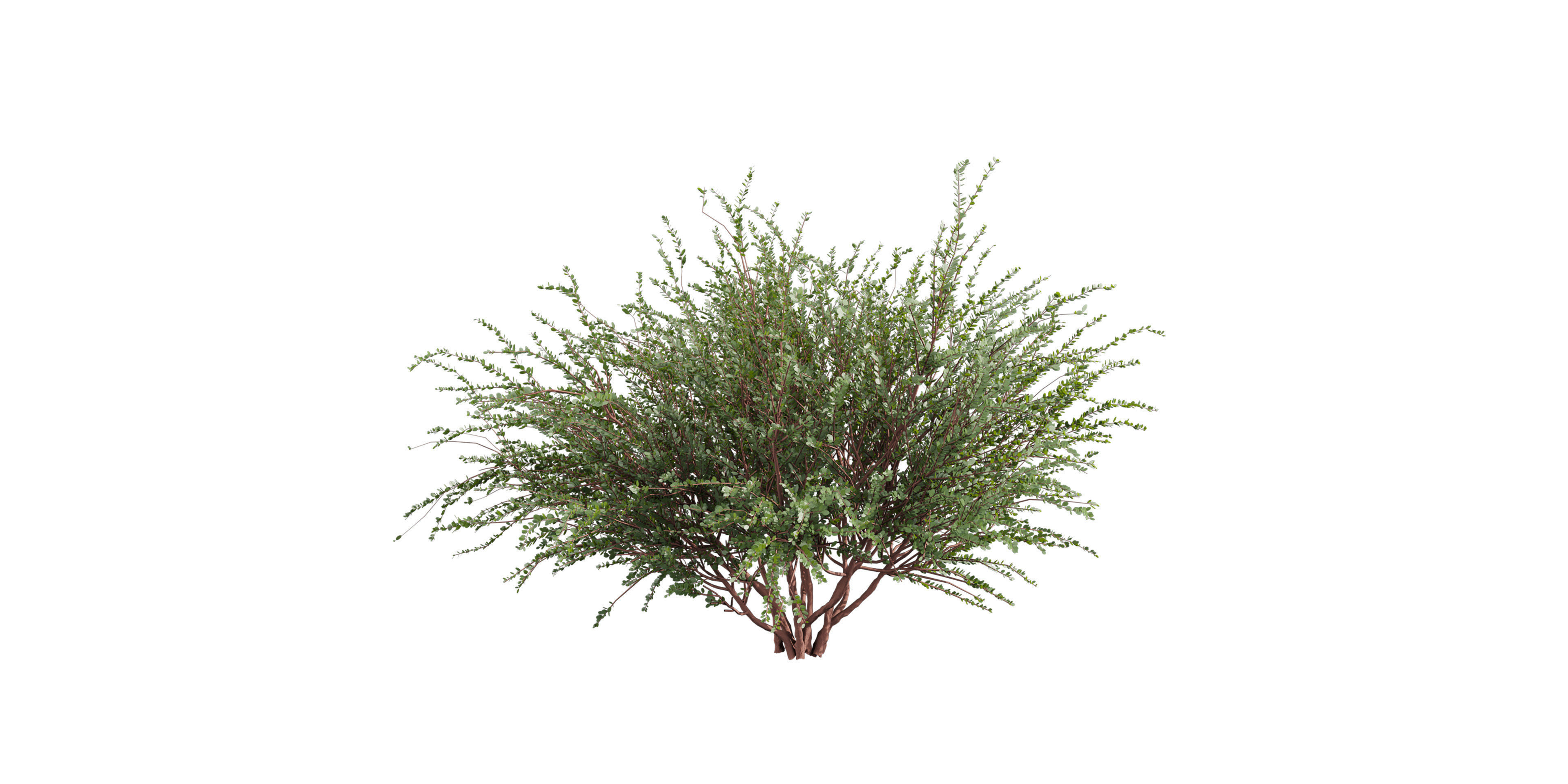 Collection plant vol 582 - Eucalyptus - Websteriana - tree 3D model_2