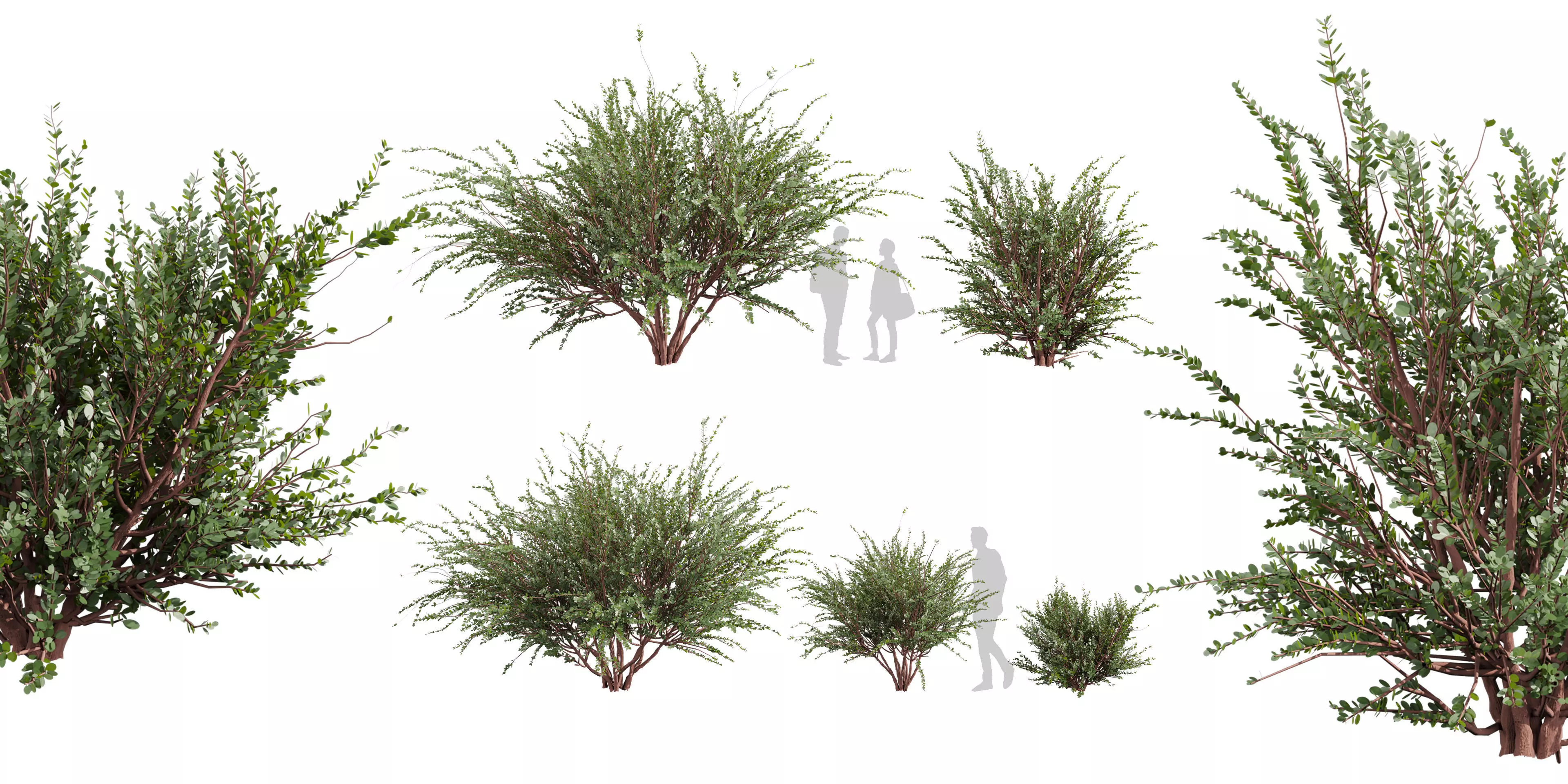 Collection plant vol 582 - Eucalyptus - Websteriana - tree 3D model_0