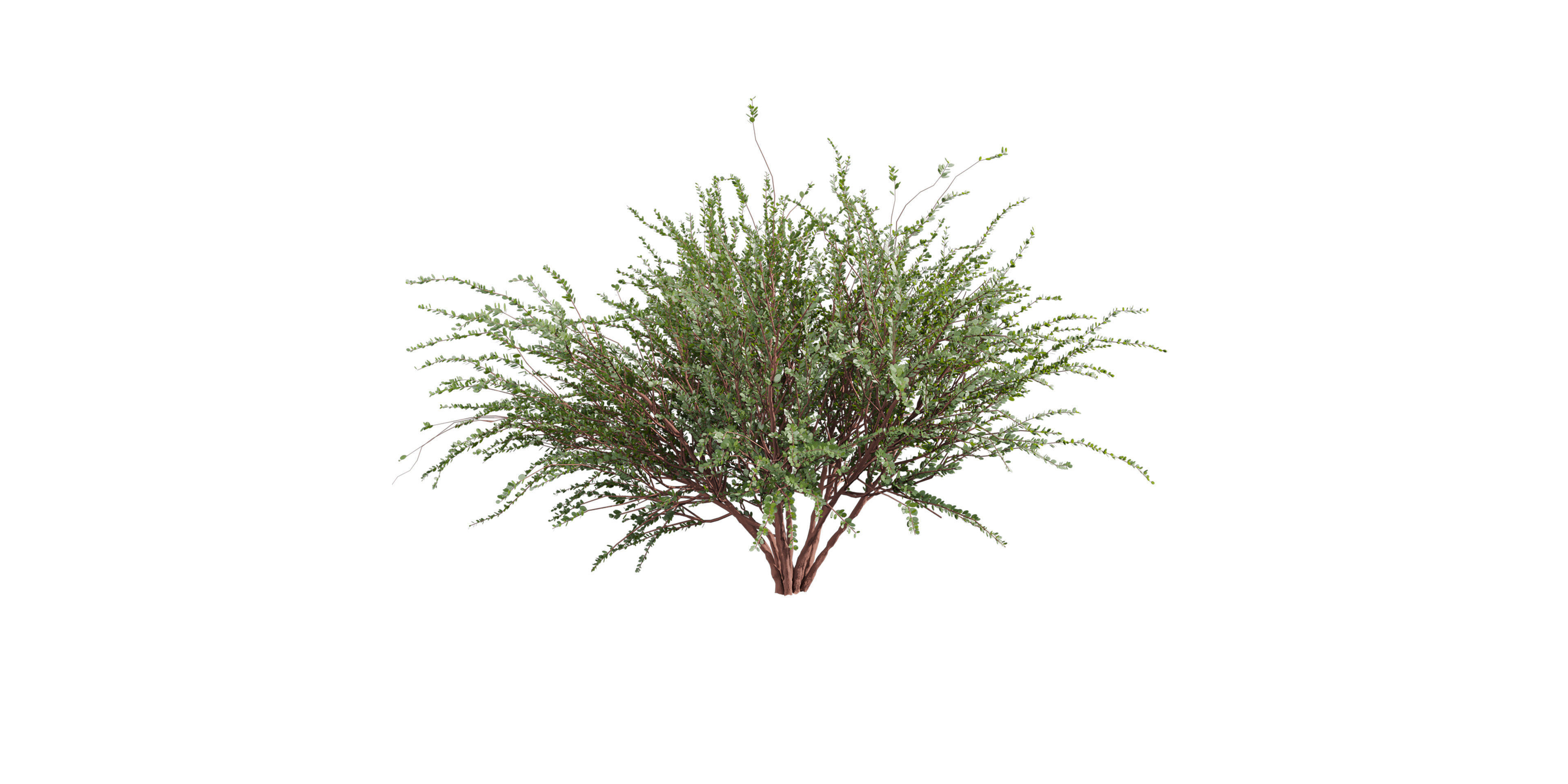 Collection plant vol 582 - Eucalyptus - Websteriana - tree 3D model_1