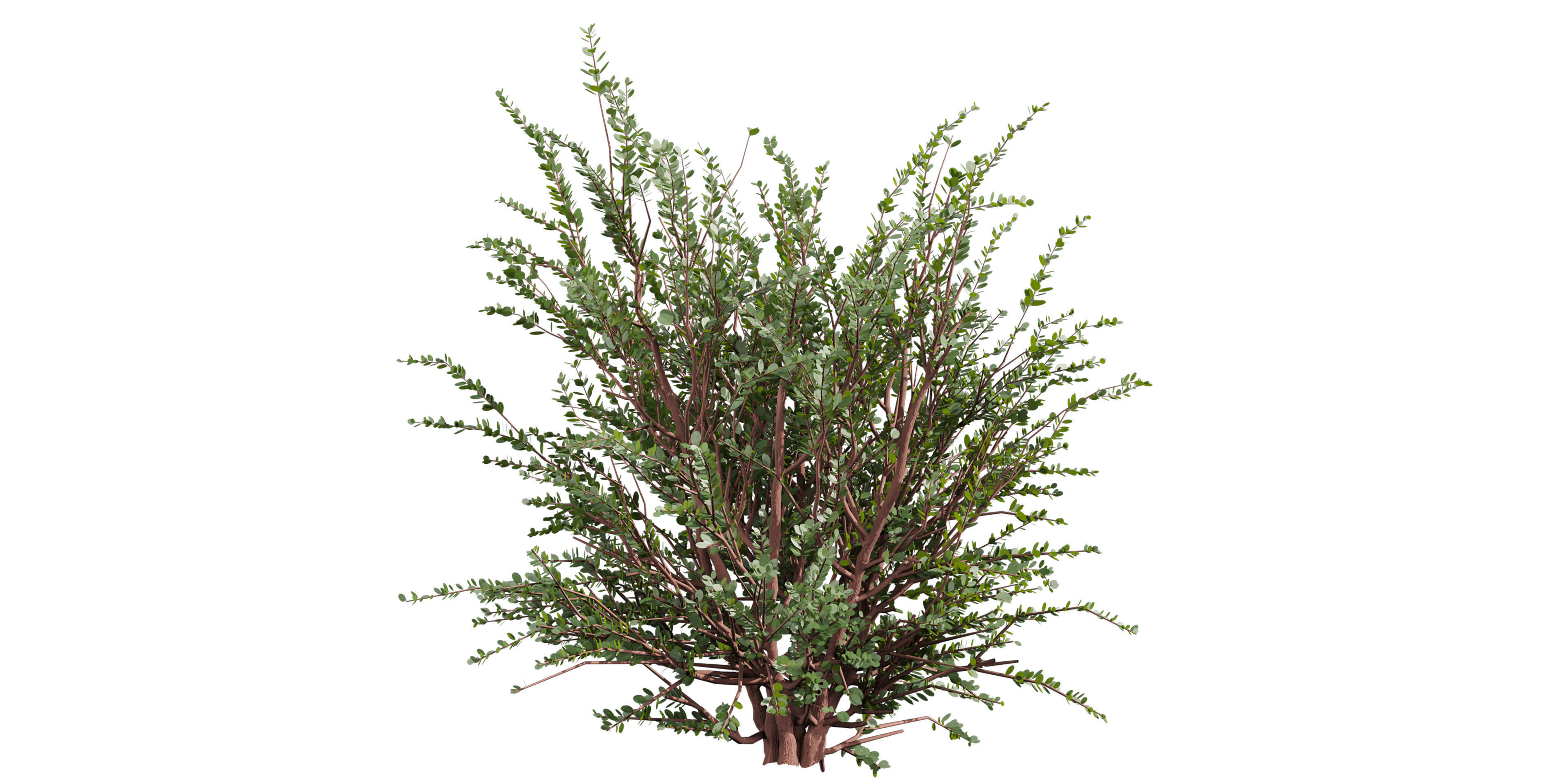 Collection plant vol 582 - Eucalyptus - Websteriana - tree 3D model_3