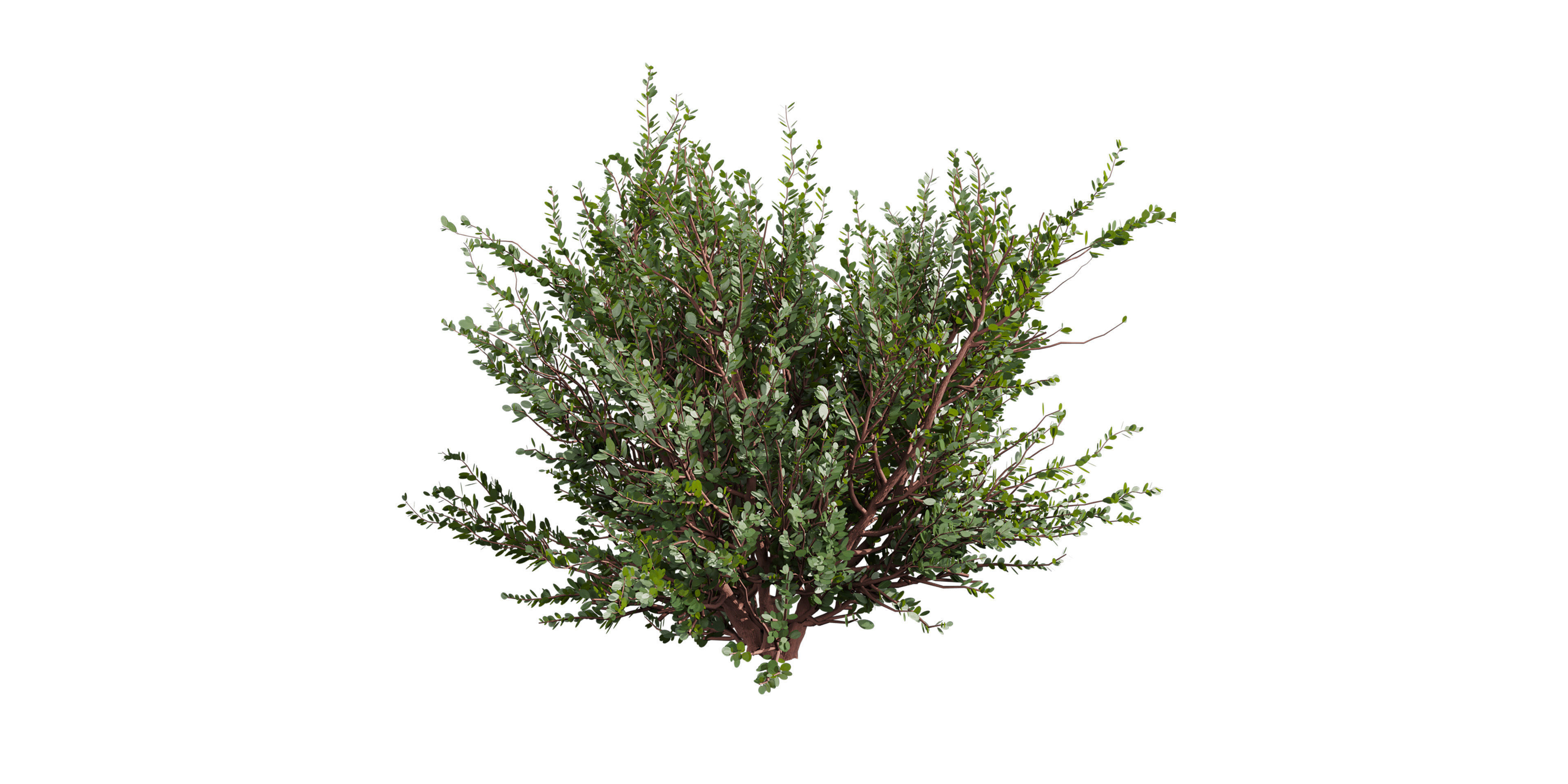 Collection plant vol 582 - Eucalyptus - Websteriana - tree 3D model_5