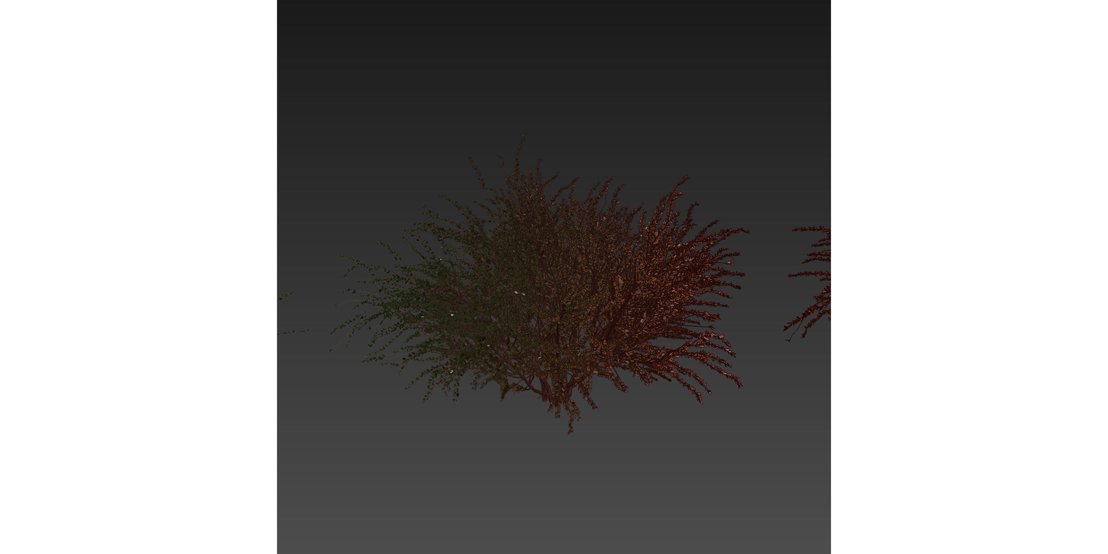 Collection plant vol 582 - Eucalyptus - Websteriana - tree 3D model_6
