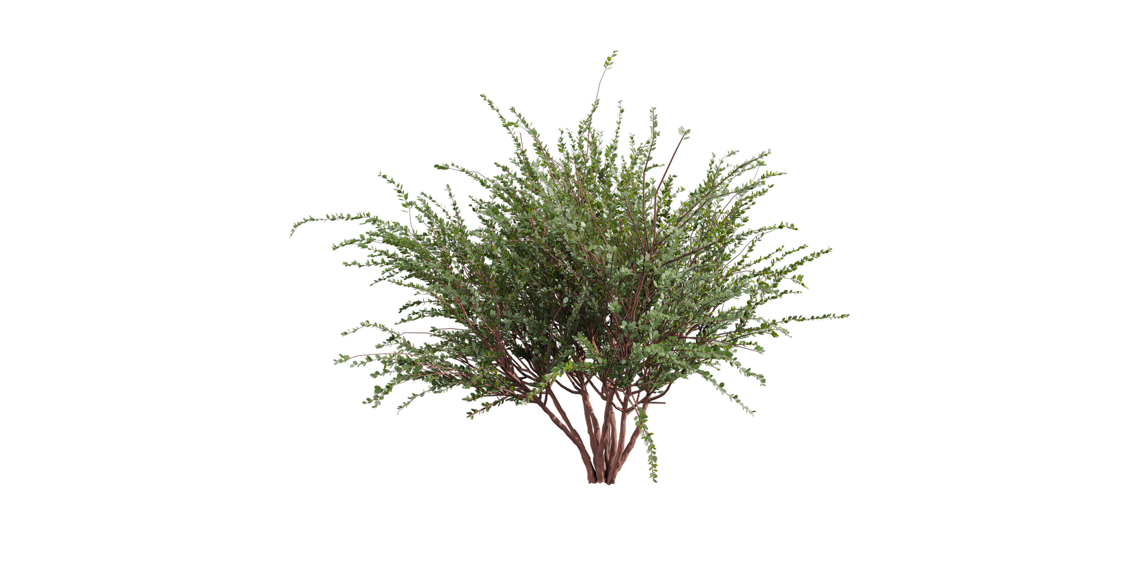 Collection plant vol 582 - Eucalyptus - Websteriana - tree 3D model_4