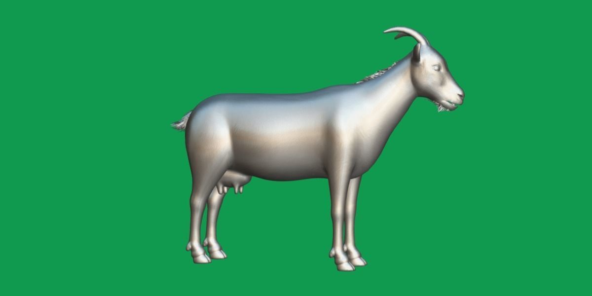 Domestic Goat Low-poly 3D model_23