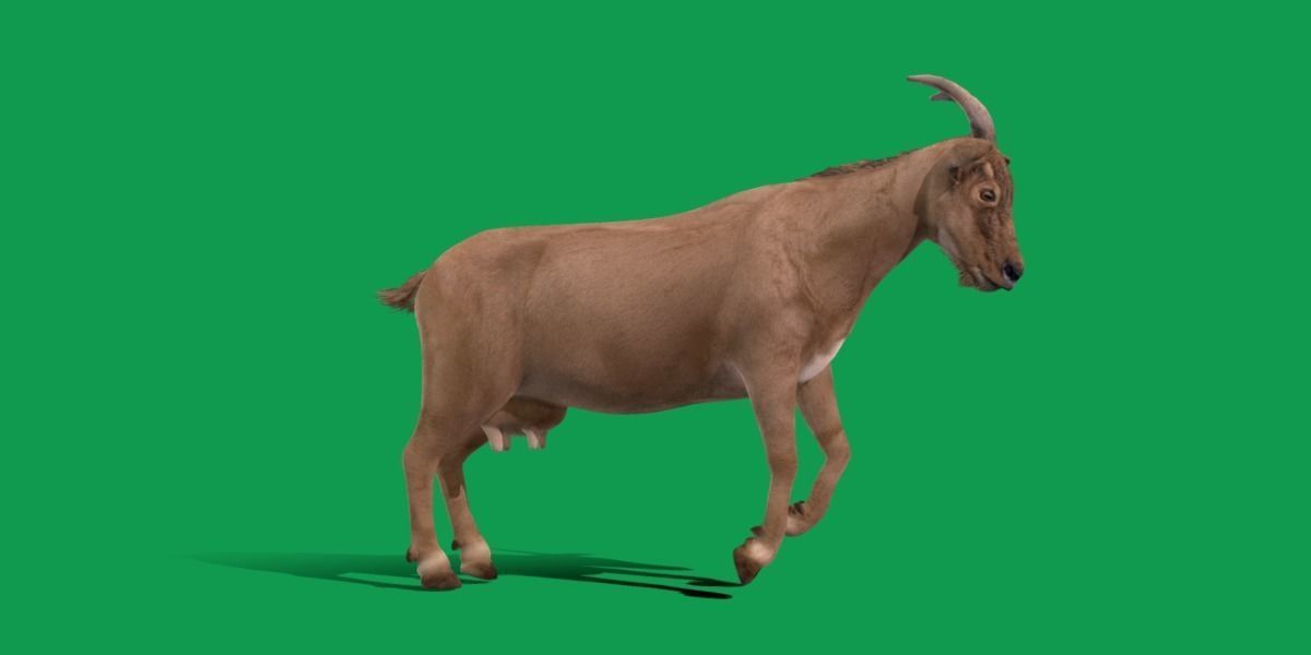 Domestic Goat Low-poly 3D model_31